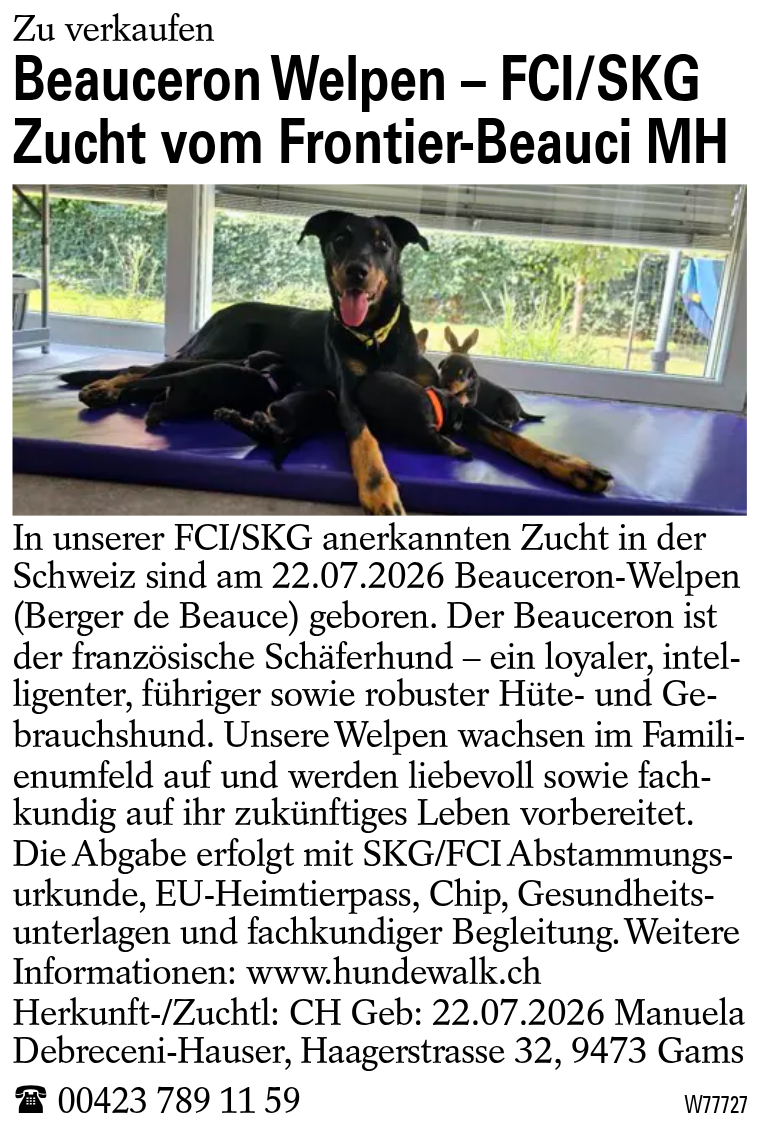 Beauceron Welpen – FCI/SKG Zucht vom Frontier-Beauci MH