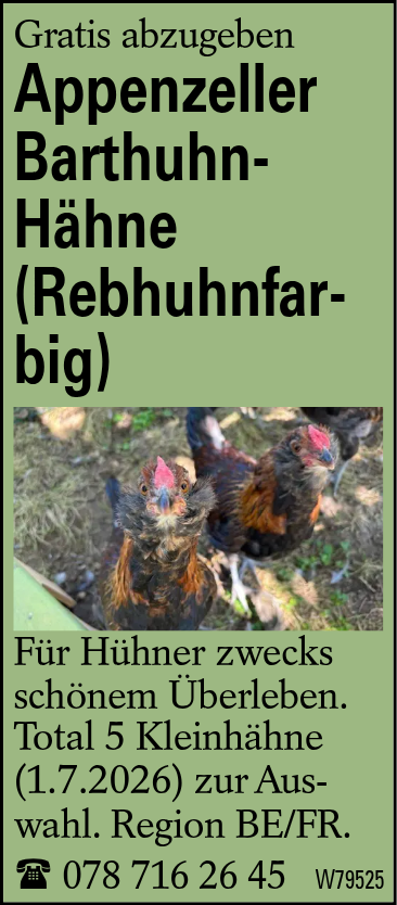 Appenzeller Barthuhn-Hähne (Rebhuhnfarbig)