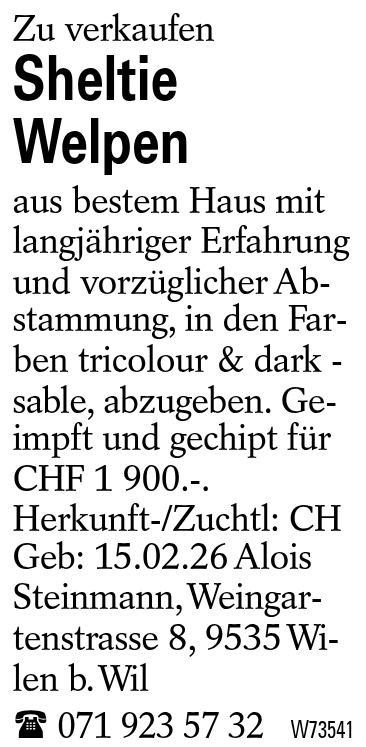 Sheltie Welpen