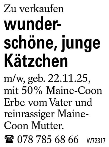 wunder-        schöne, junge     Kätzchen