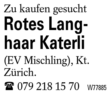 Rotes Langhaar Katerli