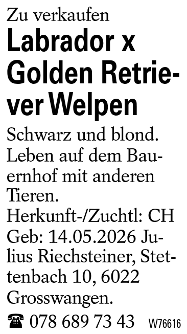Labrador x Golden Retriever Welpen