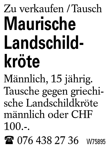 Maurische Landschildkröte