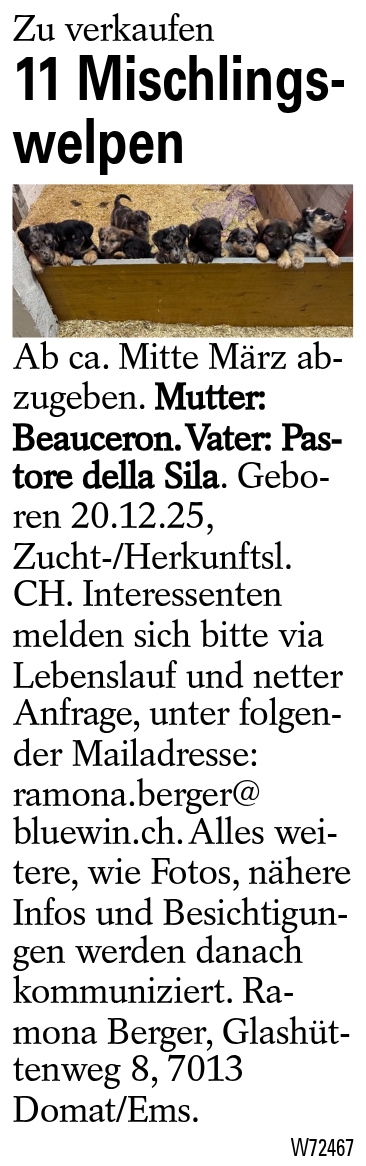 11 Mischlings- welpen