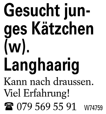 Gesucht junges Kätzchen (w). Langhaarig