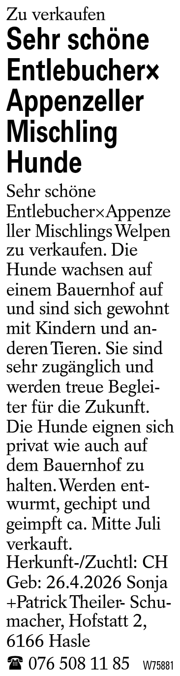 Sehr schöne Entlebucher×Appenzeller Mischling Hunde