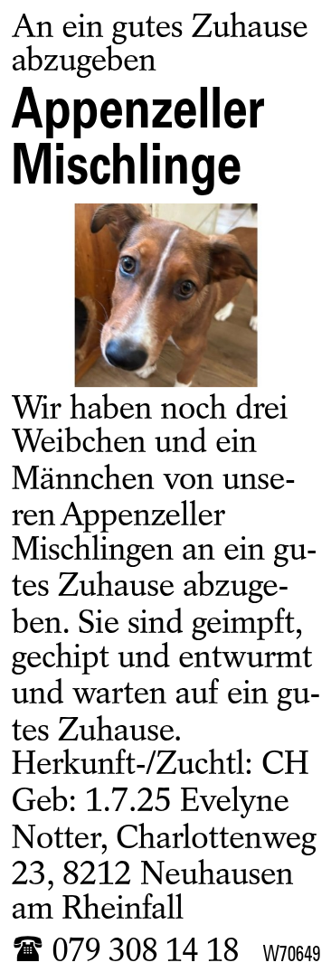 Appenzeller Mischlinge