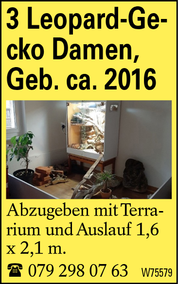 3 Leopard-Gecko Damen, Geb. ca. 2016