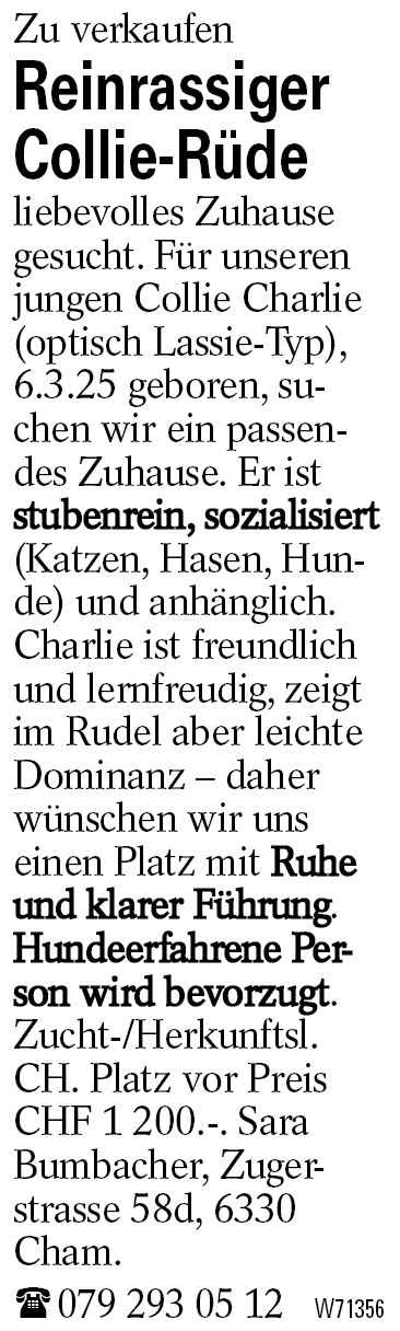 Reinrassiger Collie-Rüde