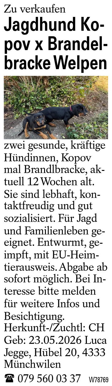 Jagdhund Kopov x Brandelbracke Welpen