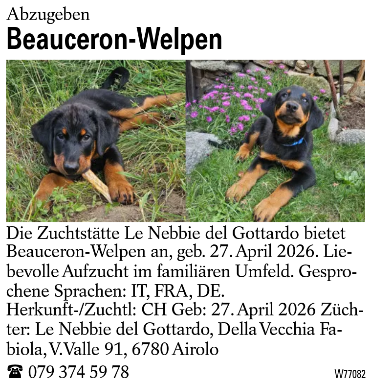 Beauceron-Welpen