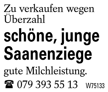 schöne, junge Saanenziege