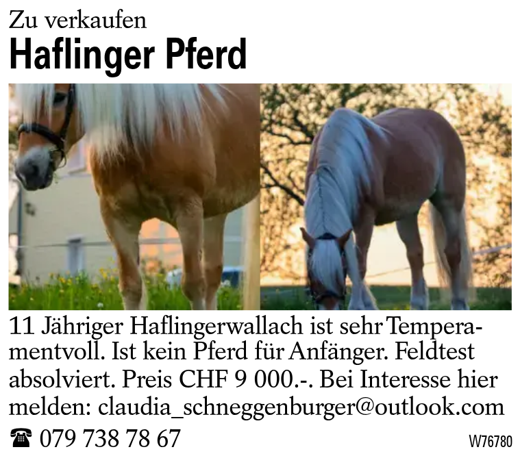 Haflinger Pferd