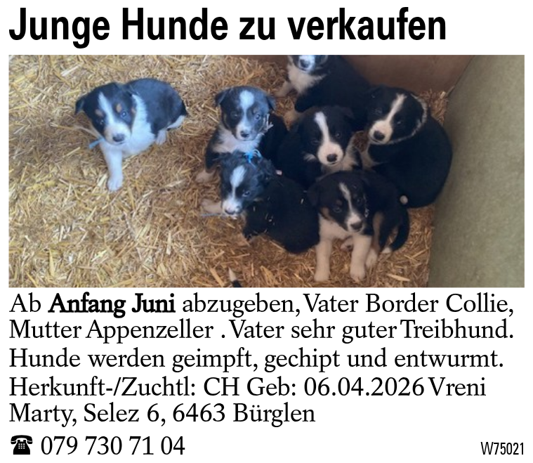 Junge Hunde zu verkaufen