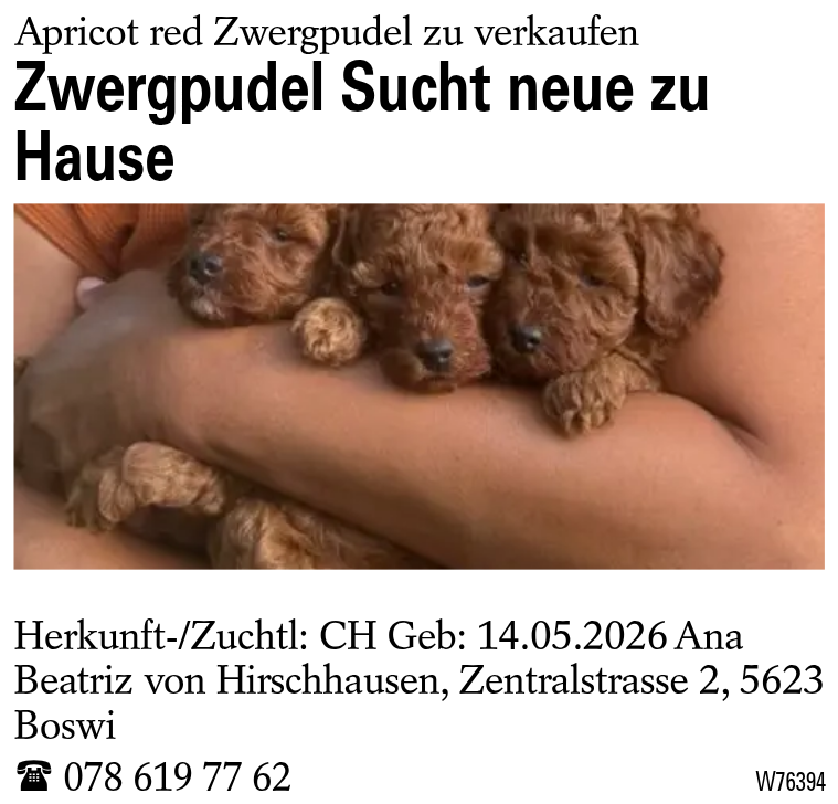 Zwergpudel  Sucht neue zu Hause