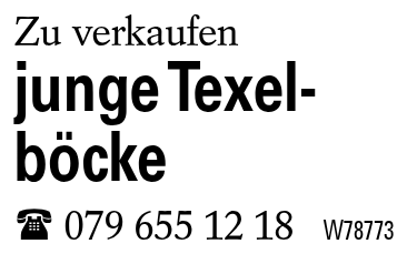 junge Texel-            böcke