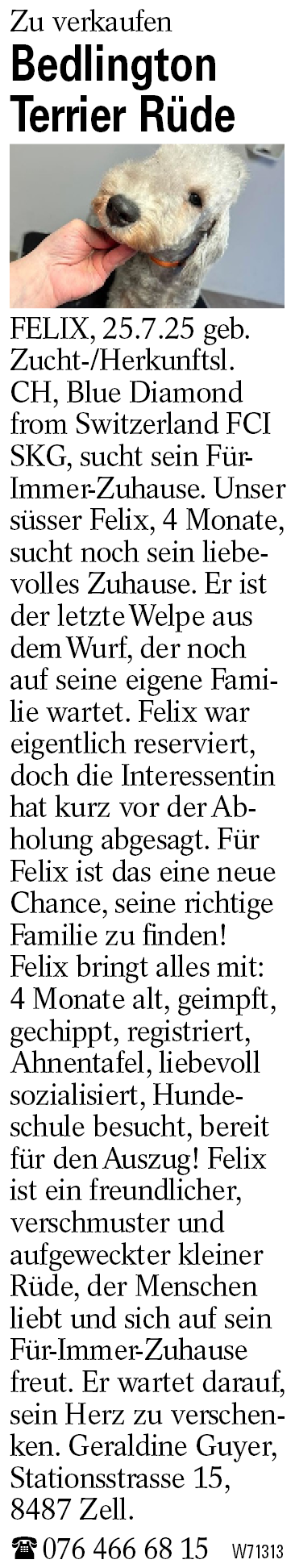 Bedlington Terrier Rüde