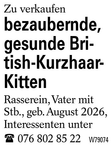 bezaubernde, gesunde British-Kurzhaar-Kitten