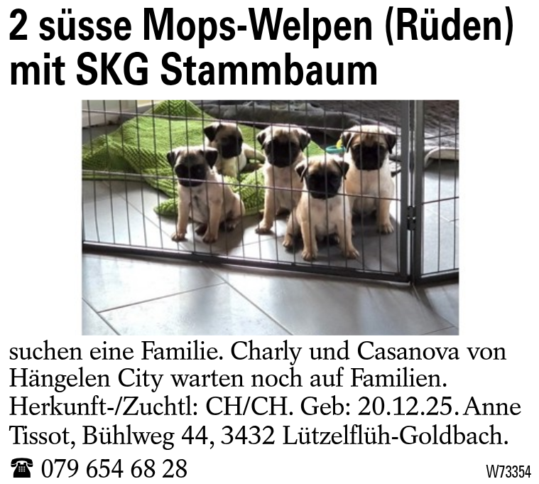 2 süsse Mops-Welpen (Rüden) mit SKG Stammbaum