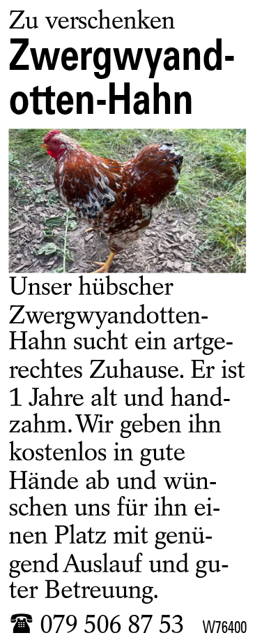 Zwergwyandotten-Hahn