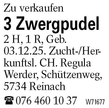 3 Zwergpudel