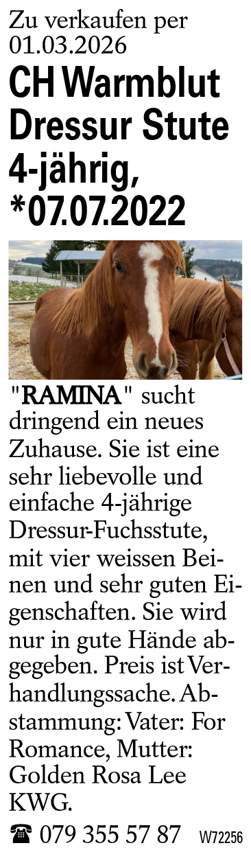 CH Warmblut Dressur Stute 4-jährig, *07.07.2022