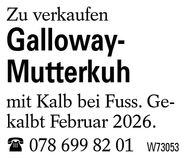 Galloway-Mutterkuh
