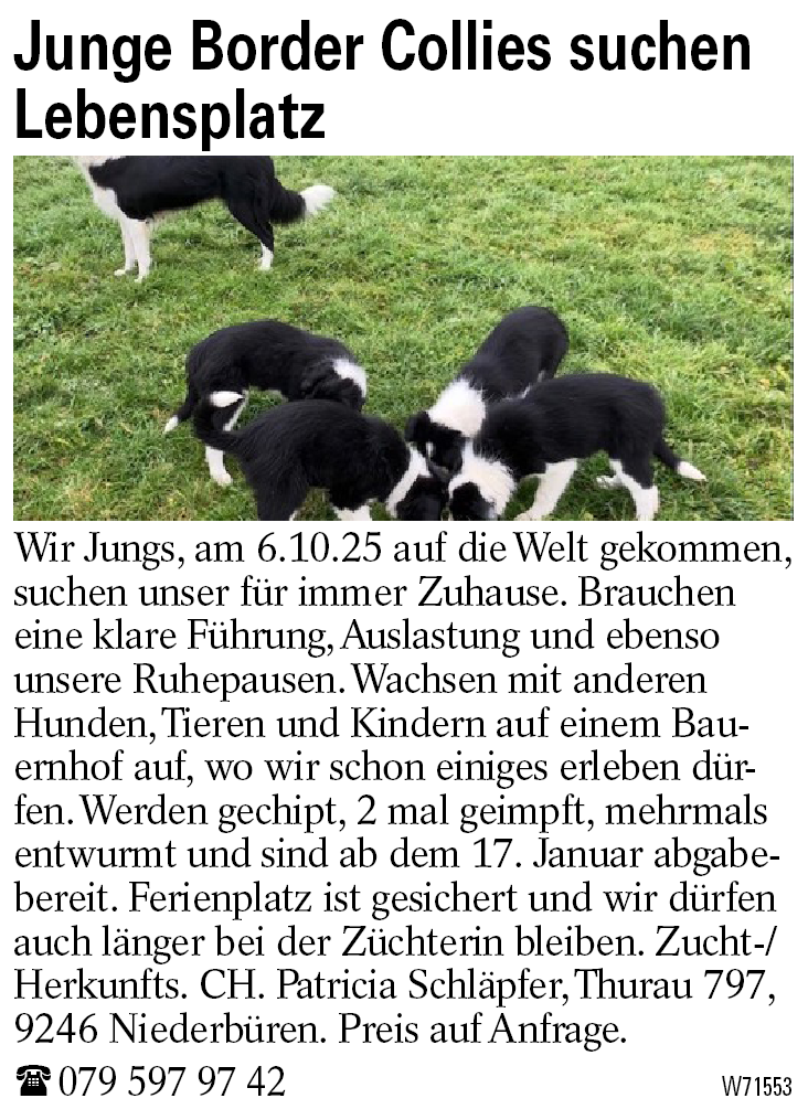Junge Border Collies suchen Lebensplatz