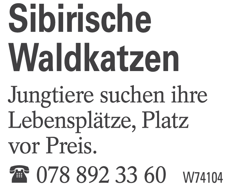Sibirische Wildkatzen