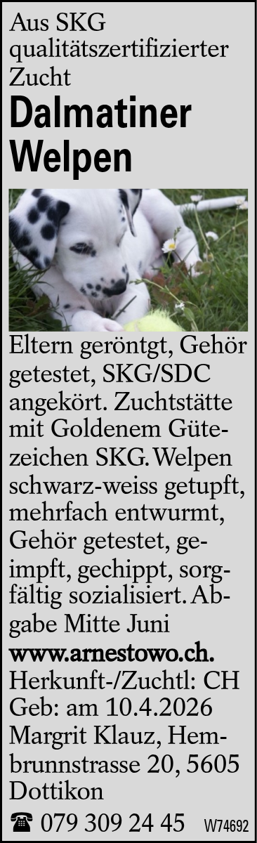 Dalmatiner Welpen