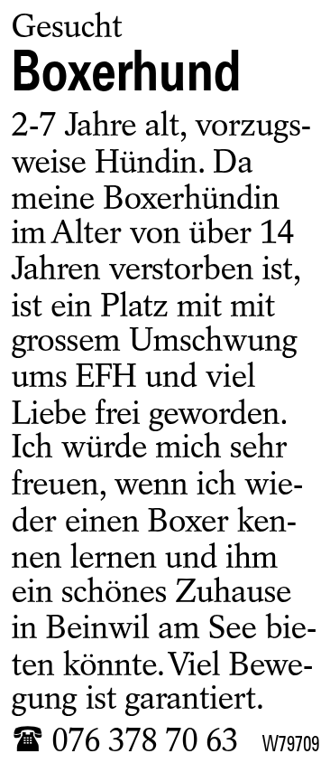 Boxerhund