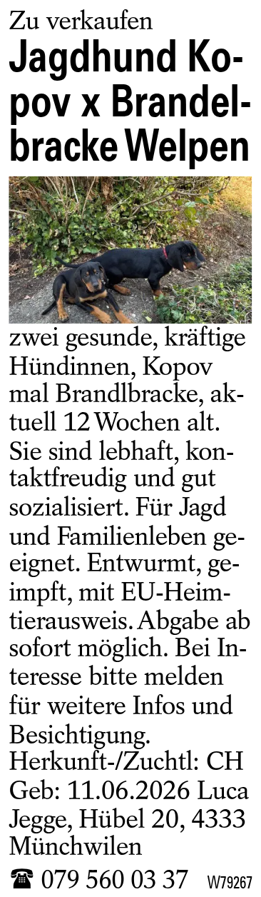 Jagdhund Kopov x Brandelbracke Welpen