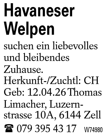 Havaneser Welpen