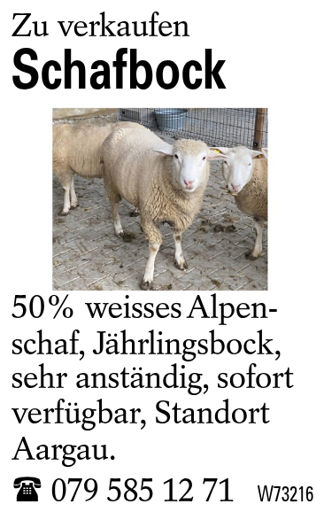 Schafbock