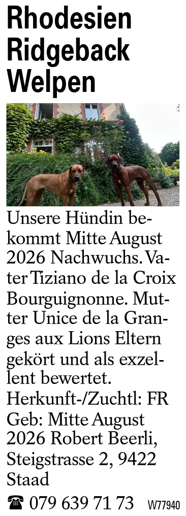Rhodesien Ridgeback Welpen