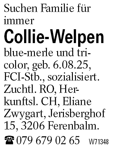Collie-Welpen