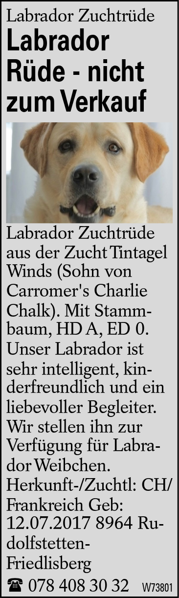 Labrador Rüde - nicht zum Verkauf