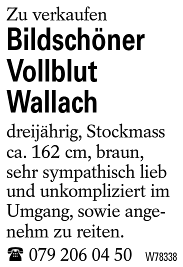 Bildschöner Vollblut Wallach