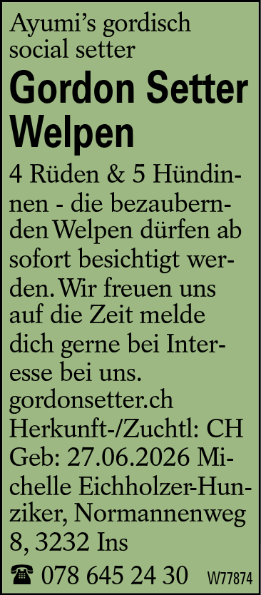 Gordon Setter Welpen