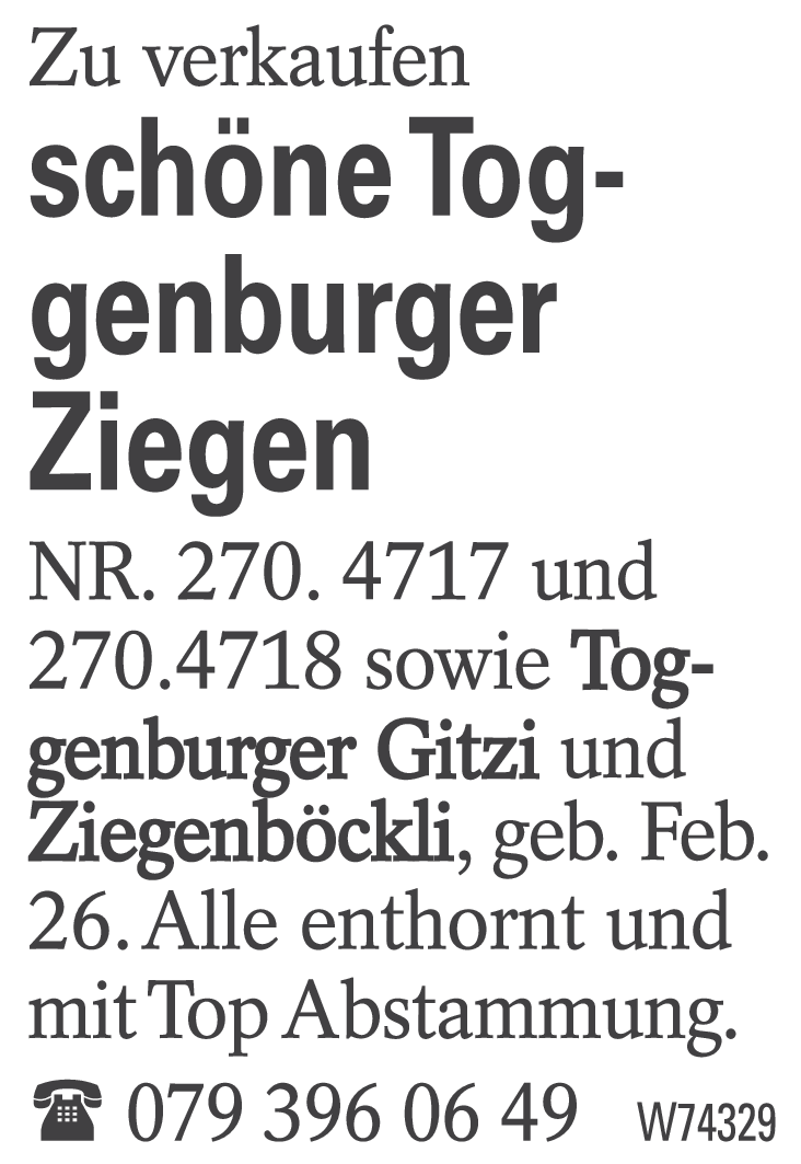 schöne Toggenburger Ziegen