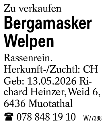 Bergamasker Welpen
