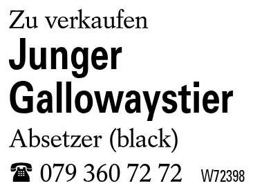 Junger Gallowaystier