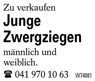 Junge Zwergziegen
