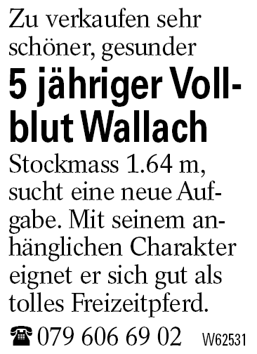 5 jähriger Vollblut Wallach