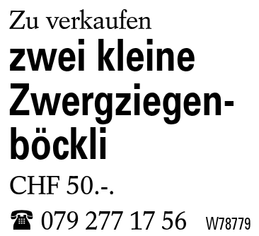 zwei kleine Zwergziegenböckli