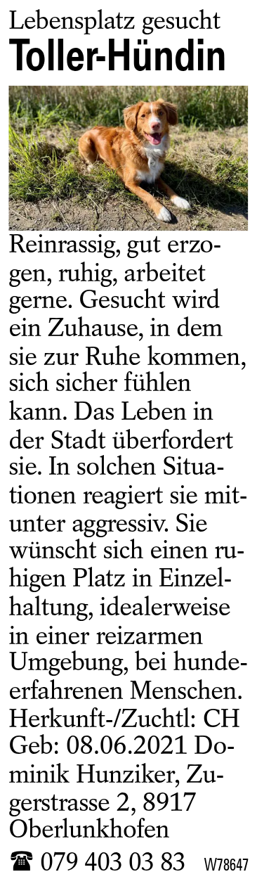 Toller-Hündin