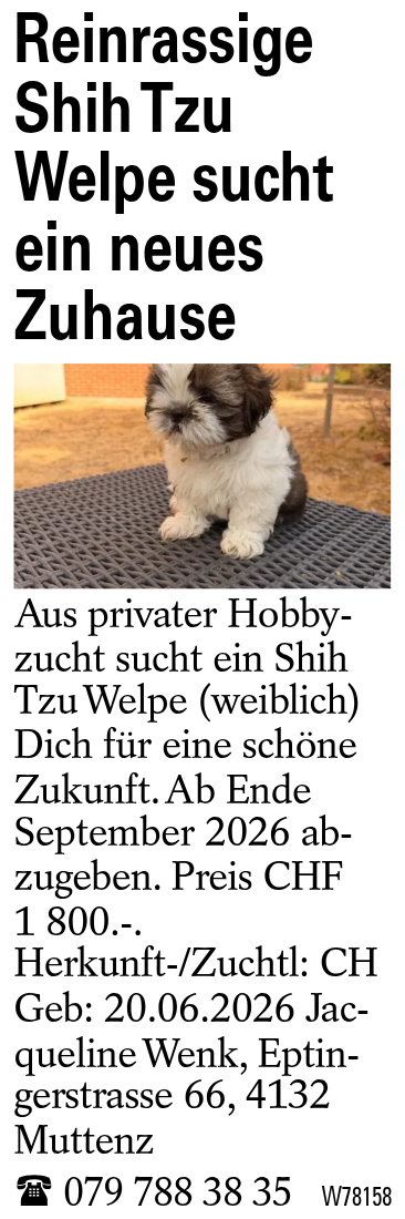 Reinrassige Shih Tzu Welpe sucht ein neues Zuhause