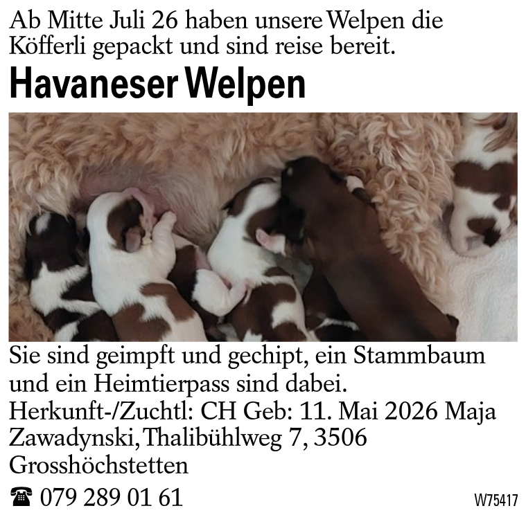 Havaneser Welpen