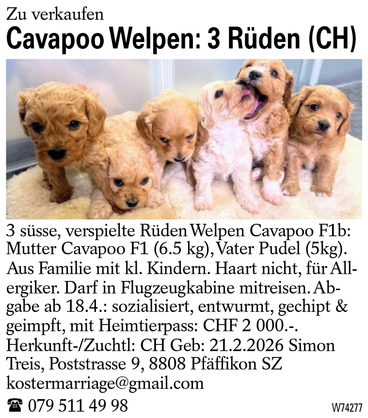 Cavapoo Welpen: 3 Rüden (CH)