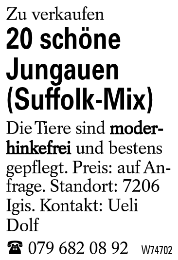 20 schöne Jungauen (Suffolk-Mix)